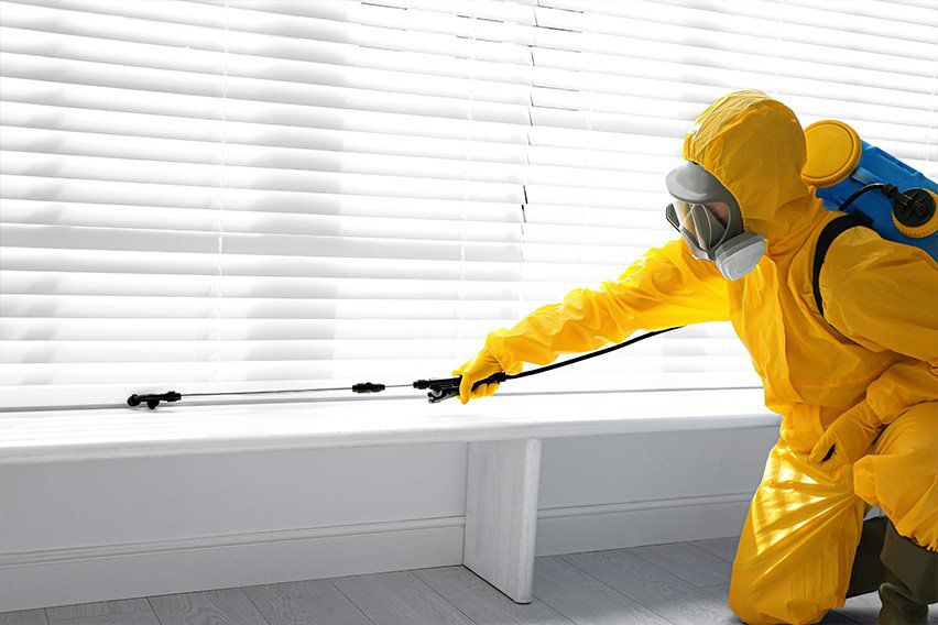 Hire a Professional Pest Control Service