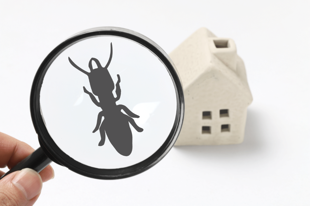 Some Benefits of Pest Control and Why You Can’t Ignore This
