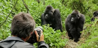 Gorillas