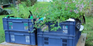 Plastic Crates